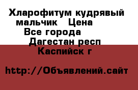 Хларофитум кудрявый мальчик › Цена ­ 30 - Все города  »    . Дагестан респ.,Каспийск г.